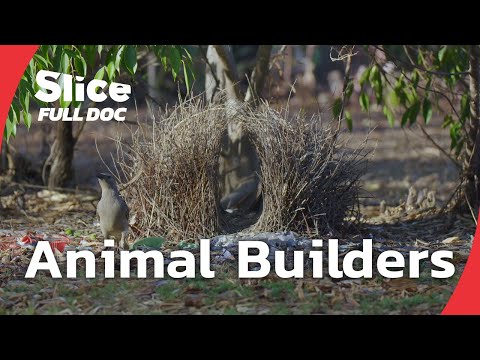 How Animals Build Their Homes : Beavers, Chimps, and Beyond | FULL DOCUMENTARY