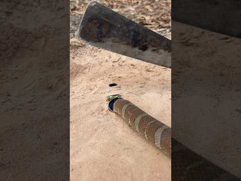 Simple Easy Snake Trap using Knife & hole#buildsnaketrap