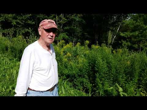 Clearing vegetation at Barrett Park in Leominster MA, August 23, 2019