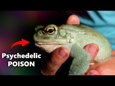 This Toad Makes you HIGH...then DIE