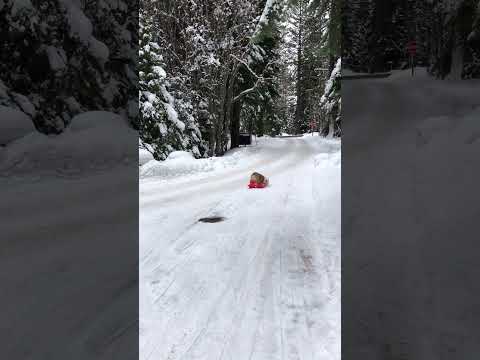 Cute Bulldog Goes For Sled Ride Down Hill