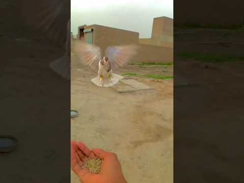 pigeon lover #pigeon #beautiful #funny #whitepigeon #pigeonbreeds#pigeontypes#pigeonlove#rollerpigeo