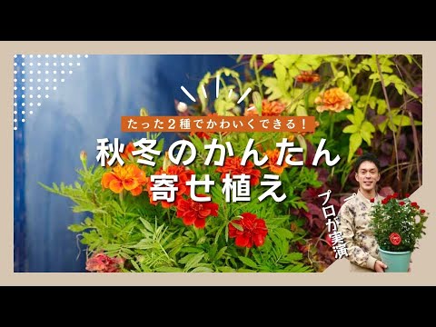 フレンチマリーゴールド×アルテルナンテラの寄せ植え