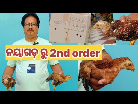 ନୟାଗଡ଼ ରୁ 2nd order👉Contact-9348286134@basanta_sir_kitchengarden#youtube#chicken#kitchengarden