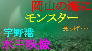 128【水中映像】岡山県　釣り　玉野市　宇野港　新田井港 　クロダイ　カワハギ　ベラ　シーバス　エイ　2023年10月23日　昼　晴