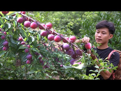 Harvest plums fruit to market sell, gardening, care vegetables, Living off grid in forest