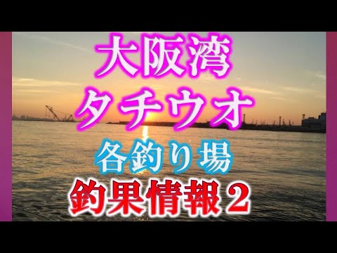 2019年9月4日現在　タチウオ調査団その２　大阪湾　おかっパリ　　太刀魚　各釣り場の釣果情報　釣り場情報　　和歌山　大阪　神戸