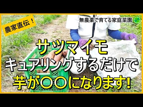 【サツマイモ】収穫後にやるべきことと簡単なキュアリング方法を解説！【有機農家直伝！無農薬で育てる家庭菜園】　24/10/12