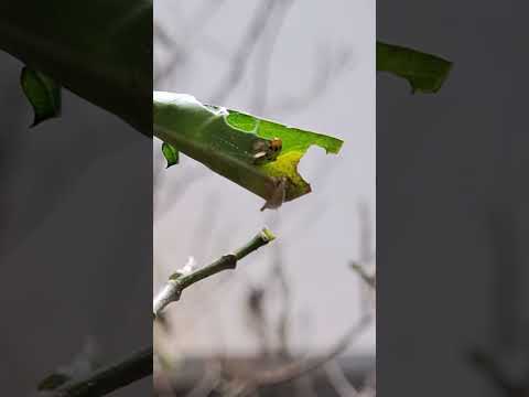 Insect eating leaf #beautiful #amazing #earthsbeauty #insects #food #animallover #crazy