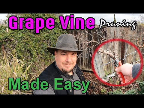 Grape Vine Pruning Made Easy! (Table Grapes) Using The Double Guyot Method