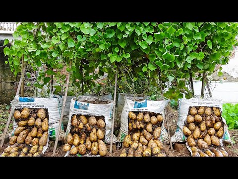 Can't believe growing yam in a bag gives so many bulbs, so easy for a beginner