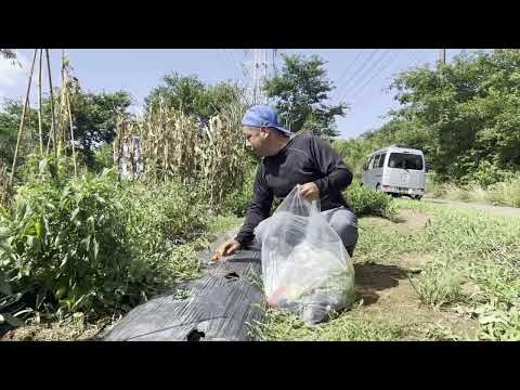 【みらい農園】野菜収穫　【子供食堂】四街道みらい会