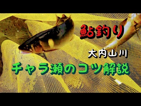 鮎釣り　チャラ瀬の釣り方【オトリ操作解説】