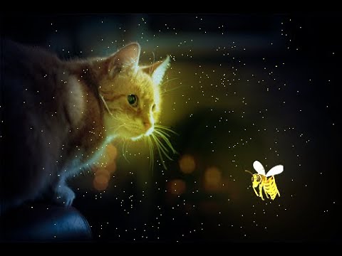 Cat Butterfly Manipulation Photoshop Tutorial