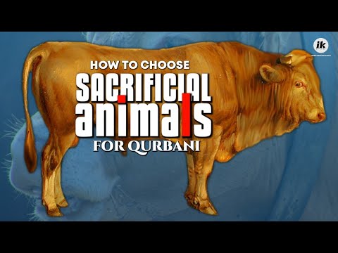 ANIMALS FOR QURBANI: 3 THINGS TO VERIFY WHEN YOU BUY!