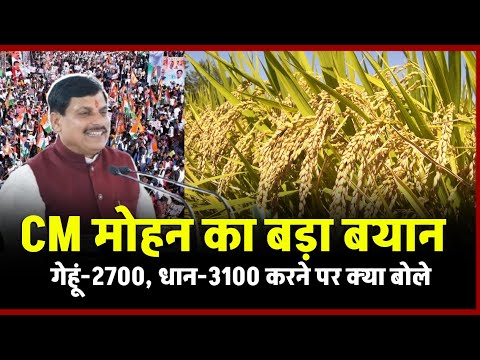 मध्य प्रदेश गेहूं ₹2700 और धान ₹3100: CM Mohan Yadav का बड़ा बयान, किसानों को मिल सकती है बड़ी राहत!