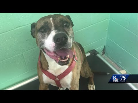 'Houdini' finds forever home after seven years in shelter