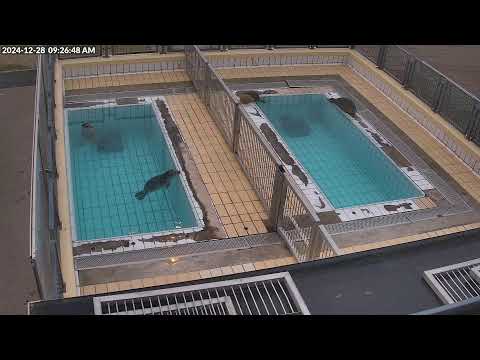 Seals live (4K) @ Seal Rehabilitation and Research Centre (Pieterburen, The Netherlands)