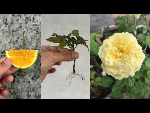 Use vitamins from oranges to propagate roses