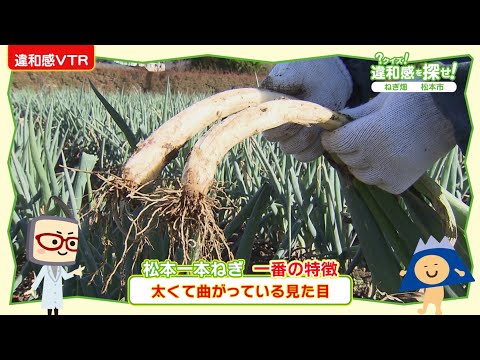 長野県松本市のねぎ農家さんを取材（？クイズ！違和感を探せ！ 2024年11月26日放送）