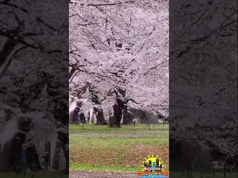 大宮公園の桜が凄い！