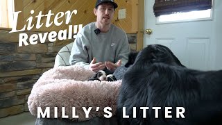 Milly's F1 Mini Bernedoodle Puppies | Litter Reveal!!