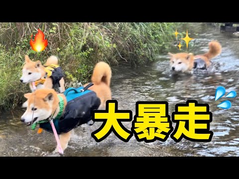 大変！暴走した柴犬にはこの言葉が最強です(笑)