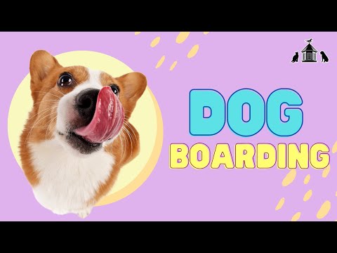 What to Consider When Boarding Your Dog