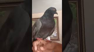 male pigeon attitude status and pigeon lover #pigeonbaby#subscribe#srbrothers#1k