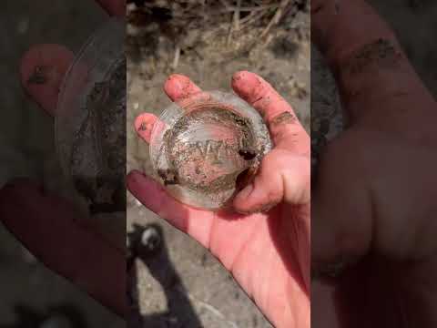 1940s Jewel brand Mason jar lid. #shorts #beachcombing