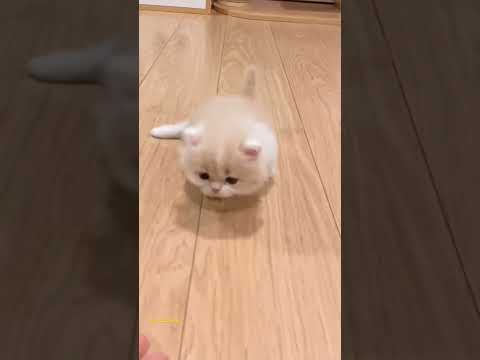 #cat #catlover #catvideos