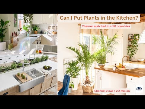 Can I Put Plants in the Kitchen | Is it good to keep plants in the kitchen?