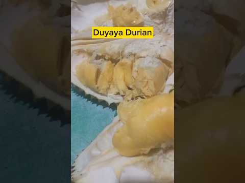 Duyaya Durian variety, so yummy! #durian #durianlover #durianmukbang #soyummy #asmr #fruitmukbang