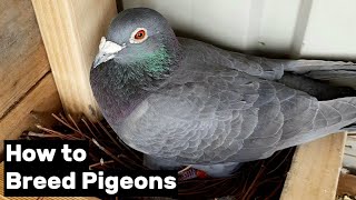 How to Breed Pigeons - [Step by Step]