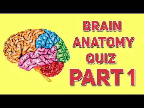 Brain Anatomy Quiz Part 1| Human Anatomy and Physiology