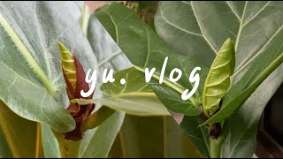 ep26 yu vlog｜介紹我的觀葉植物們🌿，plant tour，#龜背芋 #琴葉榕 #觀音蓮 #合果芋 ｜yu.