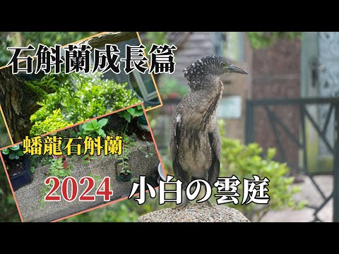 2024小白的雲庭｜石斛蘭的成長篇