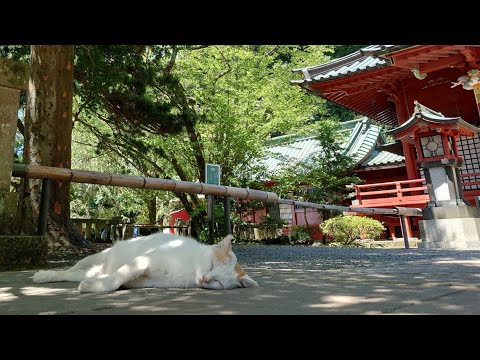 【夏詣】伊豆山神社 の主 お詣り 20230803 お昼ねこ、政子？