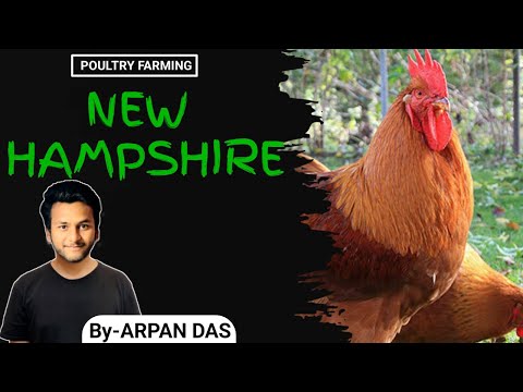 New Hampshire Chicken Breed l #poultry by ecohill agri l #poultryfarming #livestock