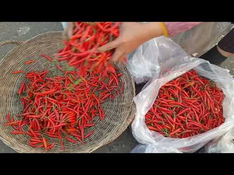 Red Chillies