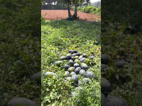 #agriculture #watermelon #farmer #harvesting #good #yields #happy