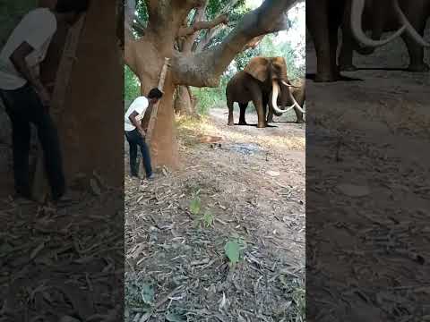 Elephant attack #shorts #short#viral  #youtubeshorts #trending#reels  #youtube #video