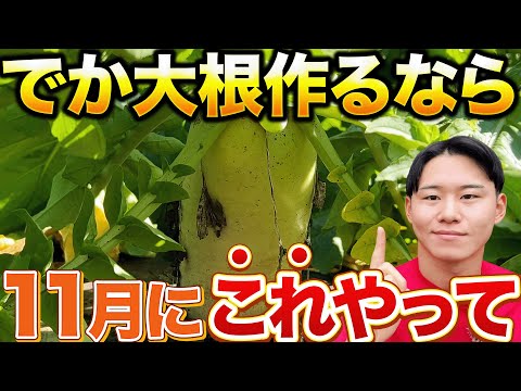 【まだ大きくなります】11月に入ったら大根に〇〇することで大きくなってくれます