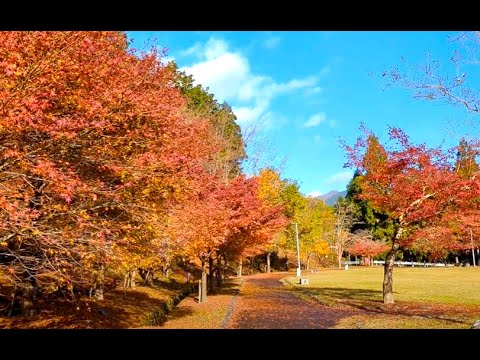 【fall foliage　伊自良湖の紅葉】　岐阜県山県市　2024年11月28日（木）　　Gifu-Japan