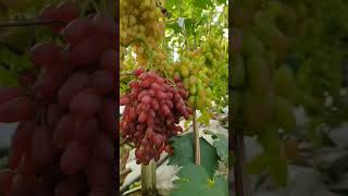 Grape #villagegarden #fruitgarden #fruit #shortvideo #grape