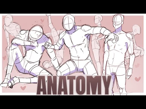 How to study anatomy