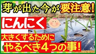 ニンニクは芽が出た後が超重要！大きくする為に必ずやるべき4つ事～初心者・にんにくの育て方～