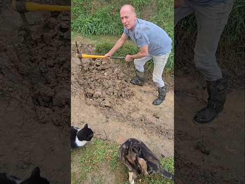 Slop to replace a rock #landscaping #permaculture #fitnessmotivation #mud #exercise #cats #adventure