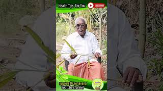 சித்திரத்தை எதுக்கெல்லாம்  பயன்படுத்துறாங்க?? | Chitharathai Benefits in Tamil | Herbal Health Tips