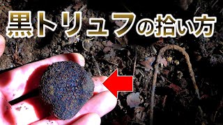 【日本】国産黒トリュフを拾ってアライグマと食べる